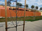 Rubber Tree Ties by Villa Root Barrier