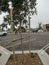 Rubber Tree Ties by Villa Root Barrier